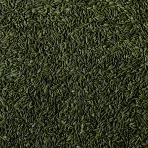 Aniseed