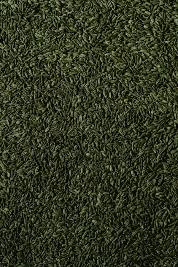 Aniseed