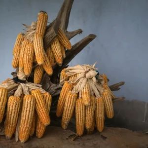 Dried White and Yellow Corn