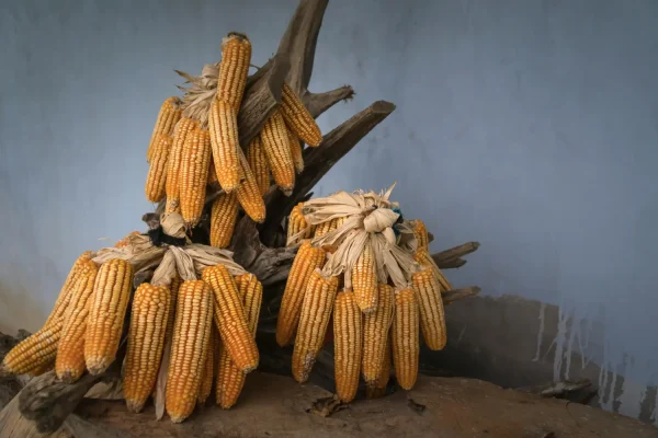 Dried White and Yellow Corn