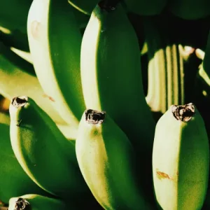 Fresh Green Cavendish Banana