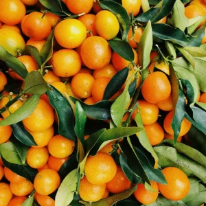 Fresh Navel and Valencia Oranges