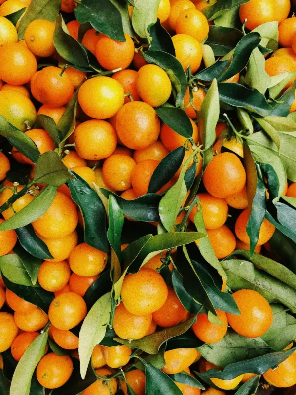 Fresh Navel and Valencia Oranges
